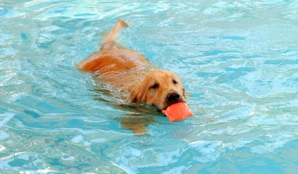 Golden retriever is dog swimming in pool