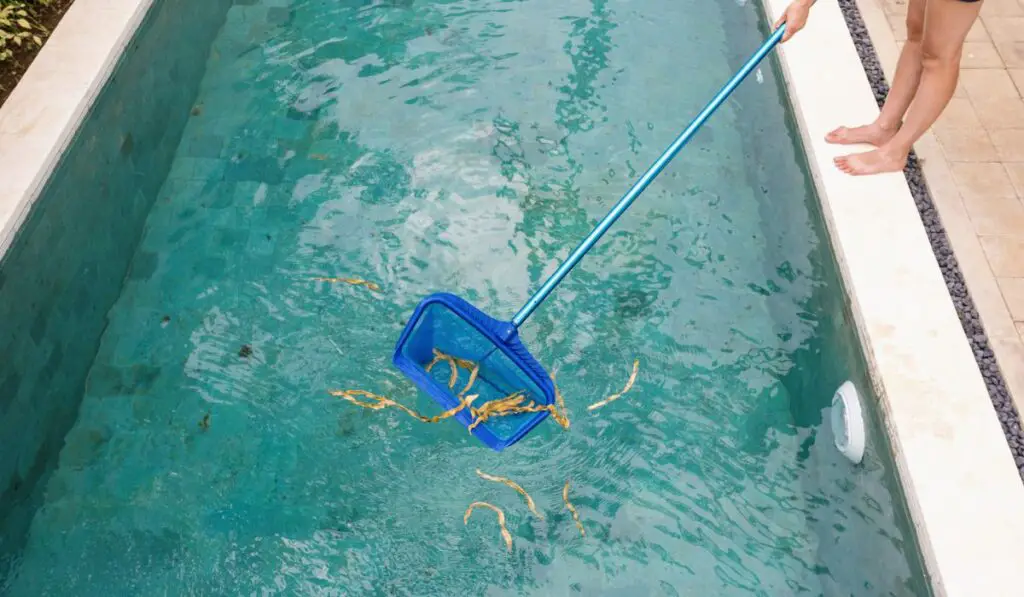 Maintrance with skimmer net tool cleaning swimming pool 