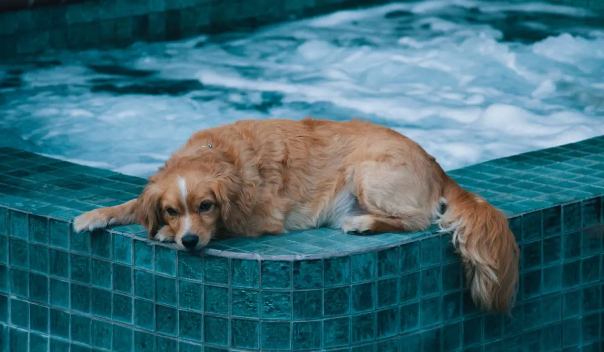 Dog in a hot tub