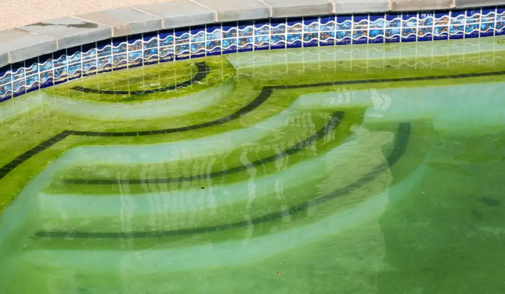 Filthy backyard swimming pool and patio