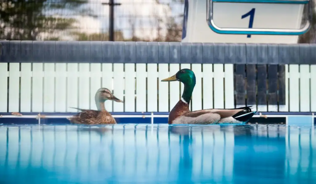 Wild Ducks in a Pool